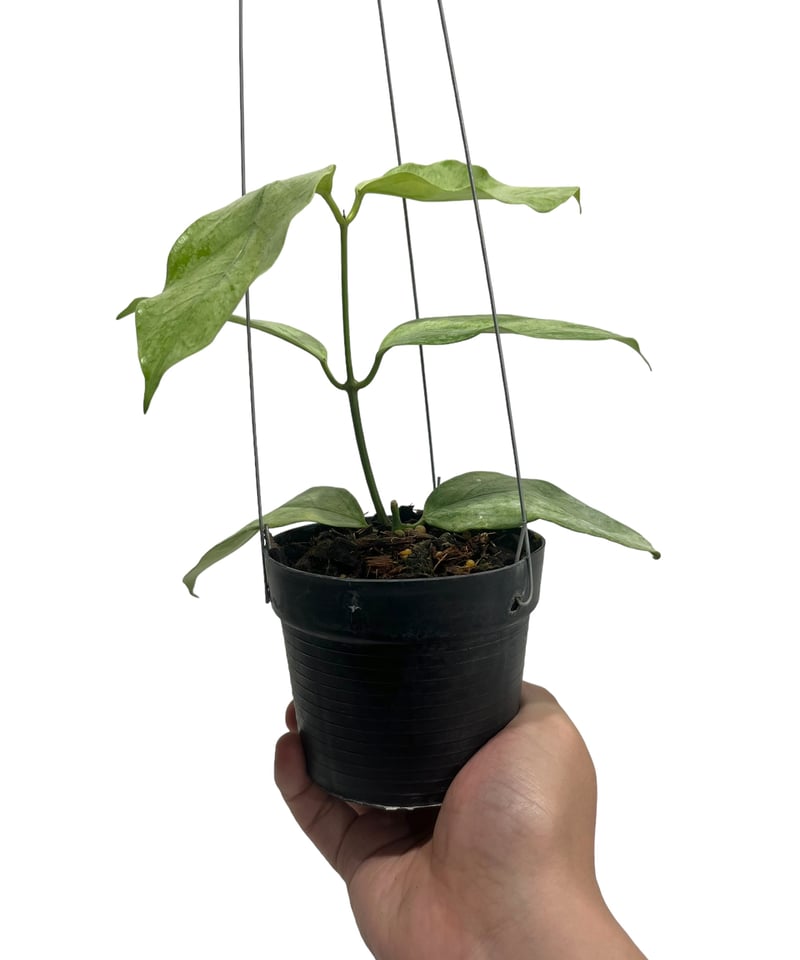 ホヤ コリアセア シルバー 「Hoya coriacea Silver」71R | SHOUC