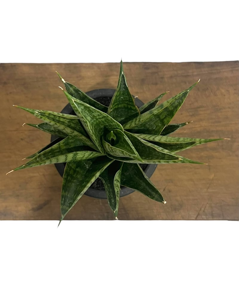 サンセベリア シンドロ 「Sansevieria Sindro 」23U | SHOUCHIKUEN サンセベリア シンドロ 「Sansevieria Sindro 」23U | SHOUCHIKUEN