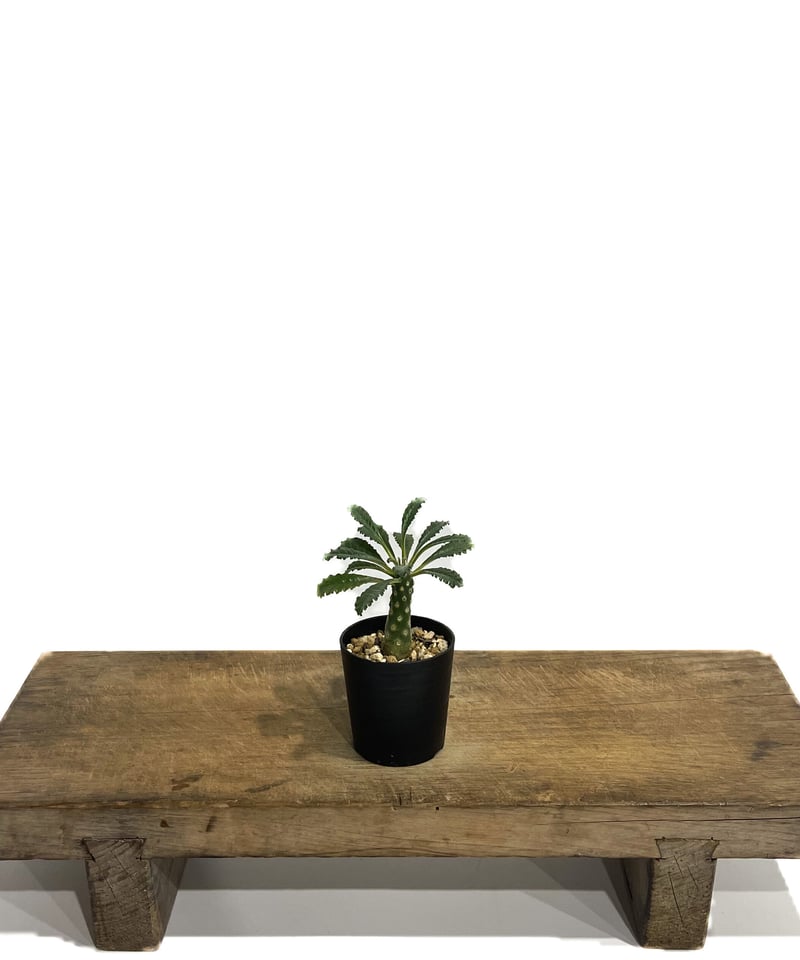 ドルステニア ラブラニー 「Dorstenia lavrani」4/5-267 | SHOUC