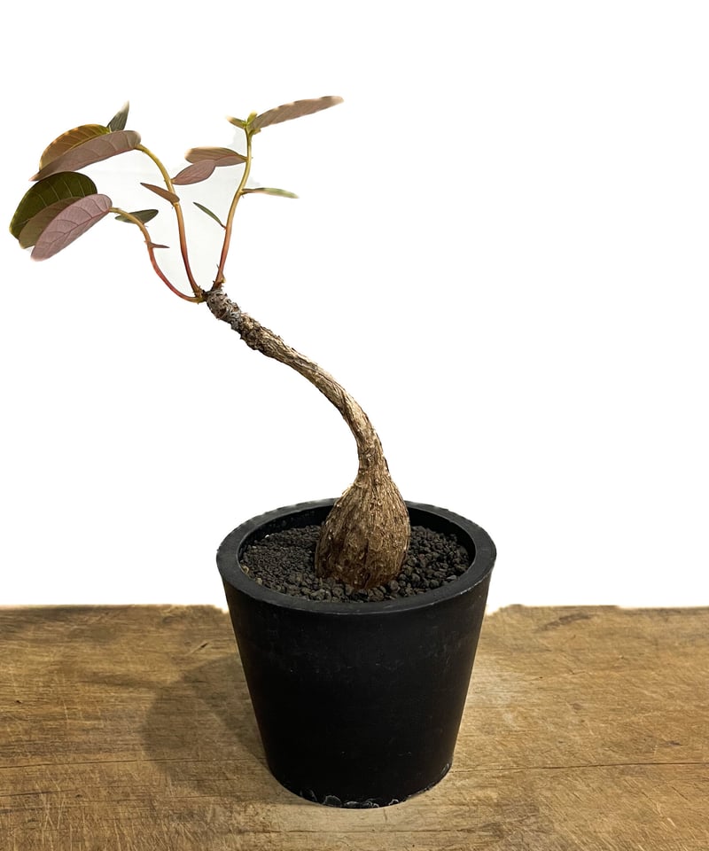 フィランサス ミラビリス 【レア大株 古株】 フィランサス ミラビリス 【レア大株 古株】 - メルカリ