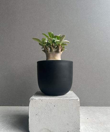 【激レア/ブラックスキン/ドワーフ 】アデニウム アラビカム スーパーレッドC2 激レア/ブラックスキン/ドワーフ 】アデニウム アラビカム