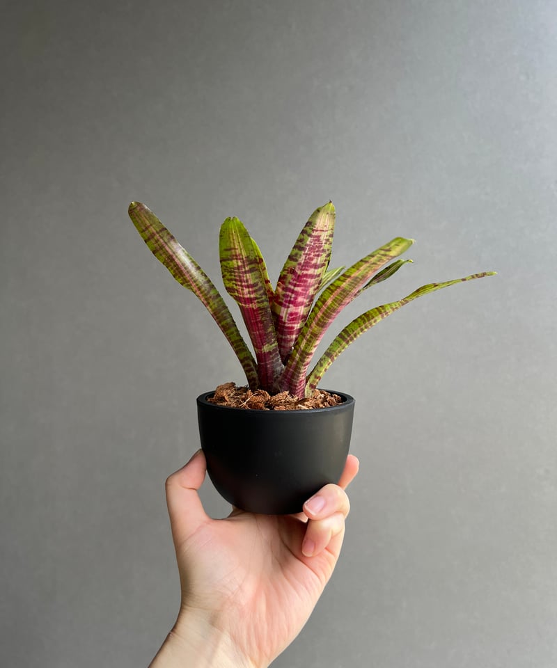 ネオレゲリア アベンチュラ 「Neoregelia Aventura」40C | SHOUCH