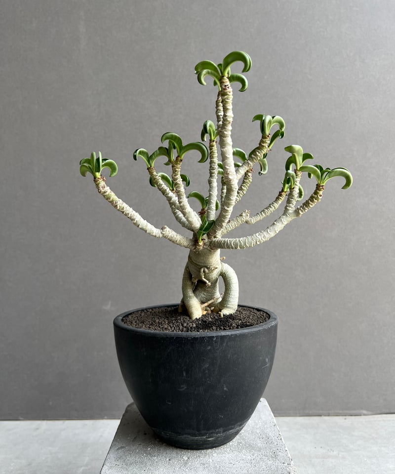 fwig4657様専用 アデニウム ガラメーD-1 + メデューサB15 鉢植え