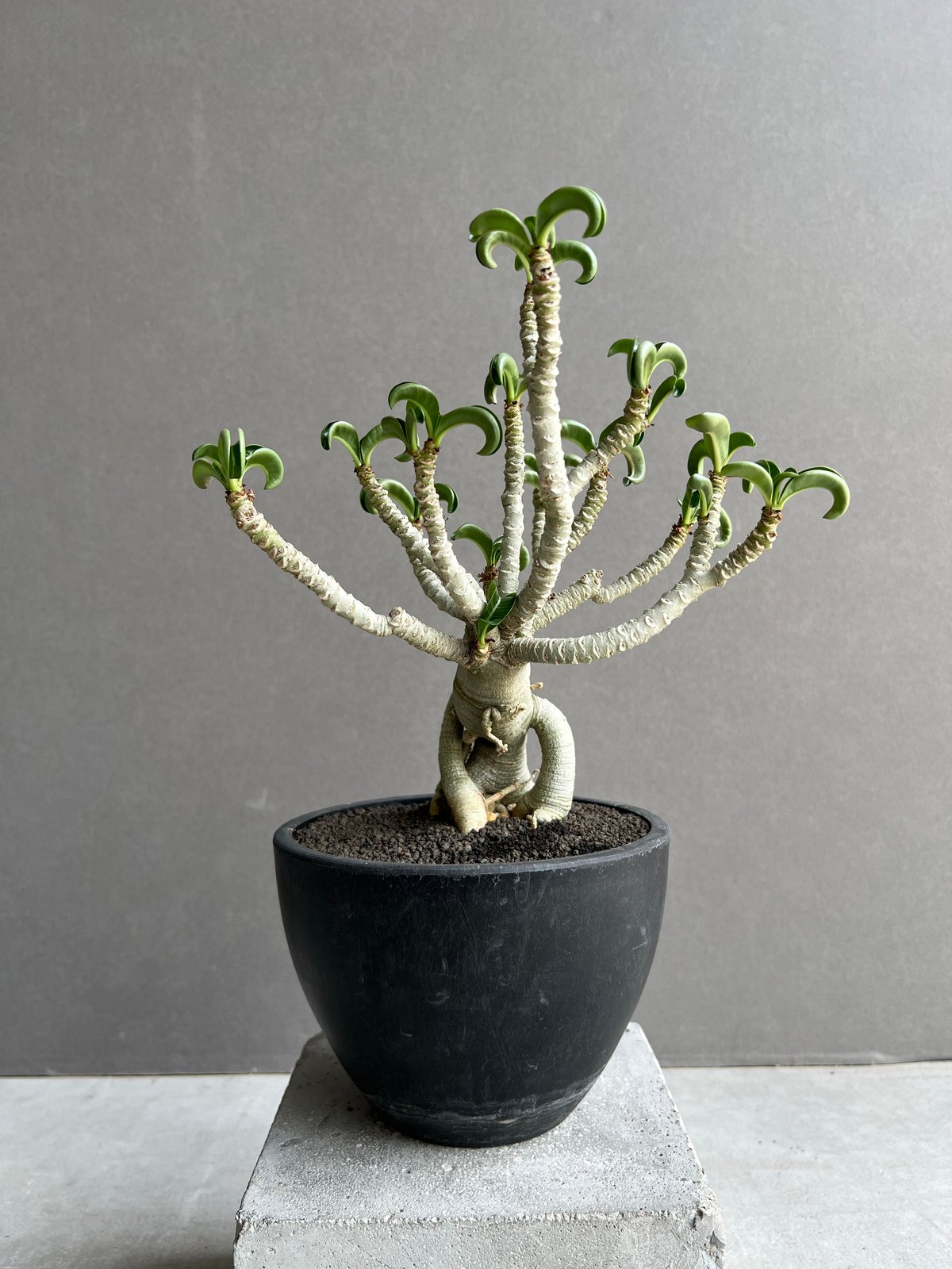 アデニウム メデューサ D.H.A (獅子葉) “選抜個体” 「Adenium Medusa