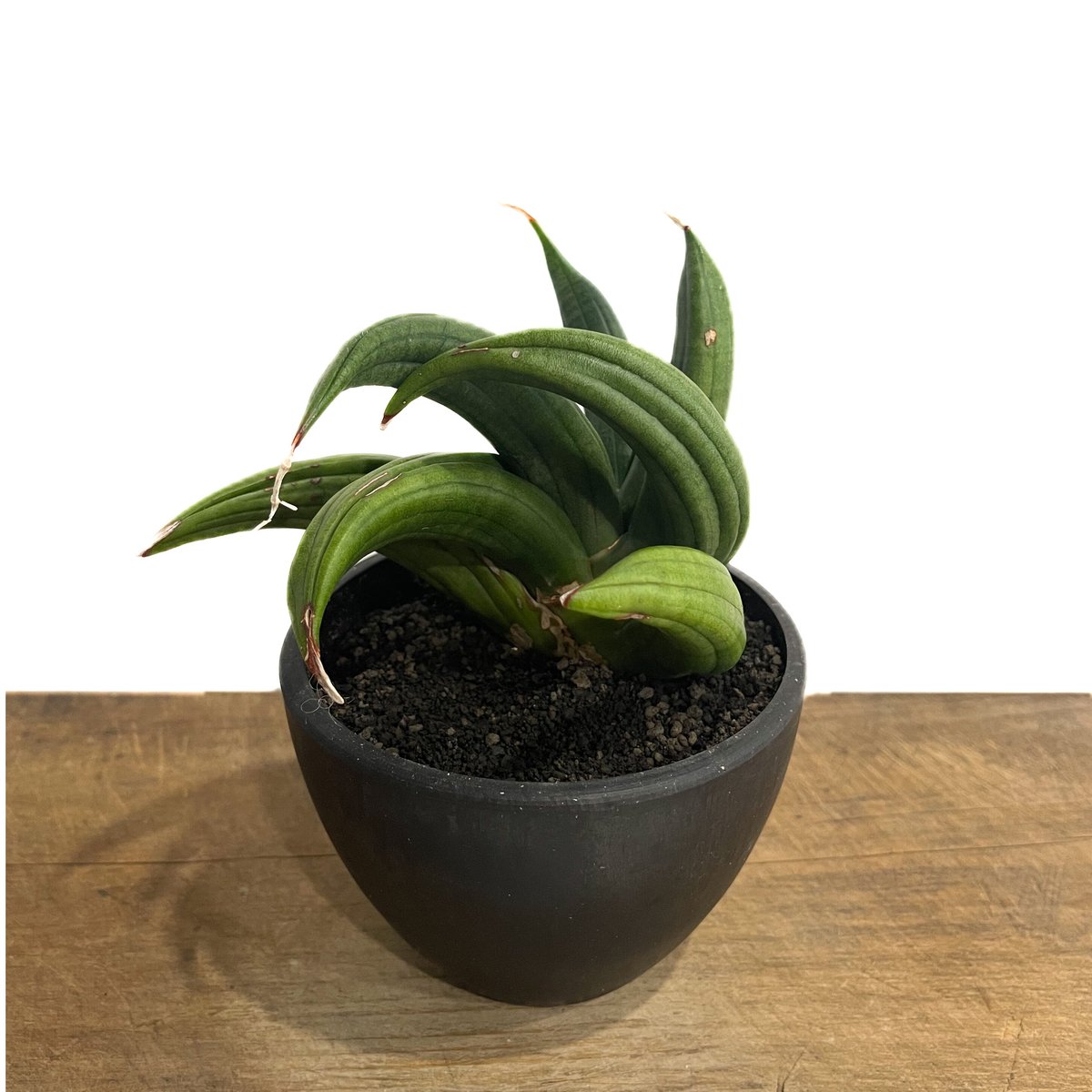 EMP サンセベリア Dragon glow ドラゴングロー / SA388 EMP サンセベリア Dragon glow ドラゴングロー / SA388 EMP