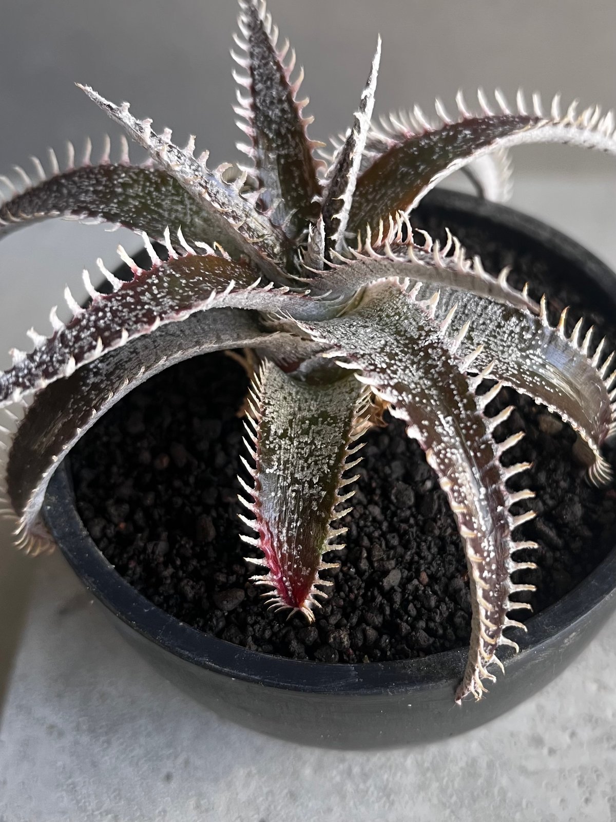ディッキア　ハイブリッド ディッキア ハイブリッド 「Dyckia hybrid」43Z | SHOUCHIKUEN