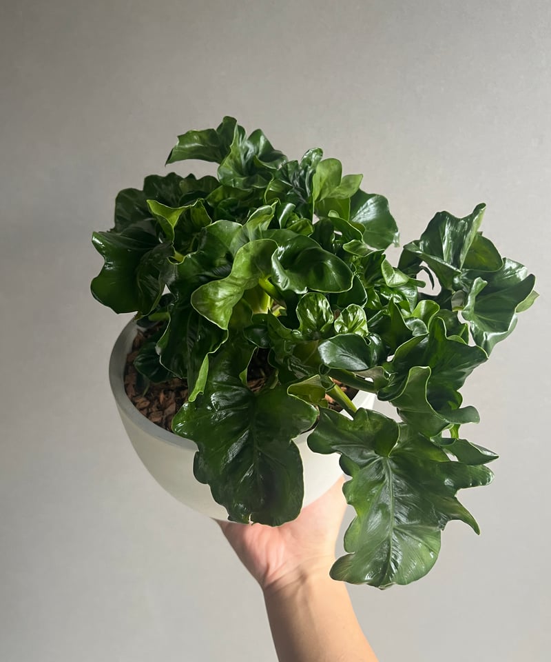 フィロデンドロン セローム 