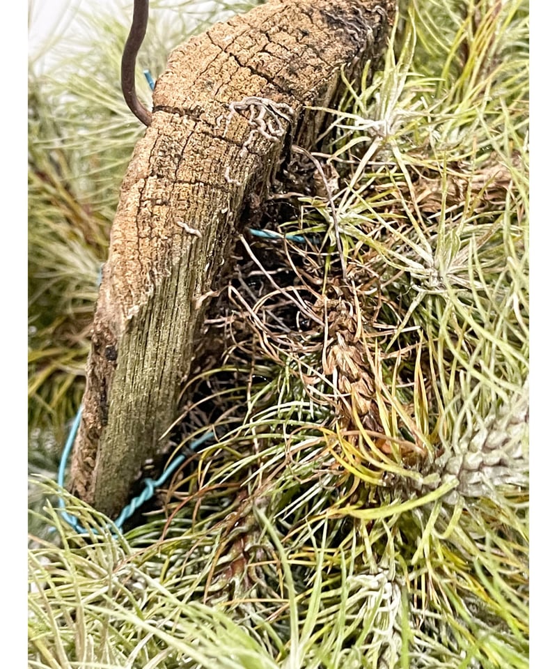 ティランジア フンキアナ レクルビフォリア 「Tillandsia funckiana var