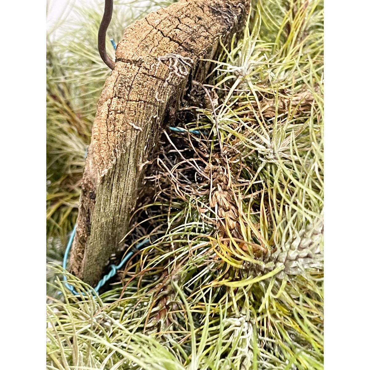 ティランジア フンキアナ レクルビフォリア 「Tillandsia funckiana var