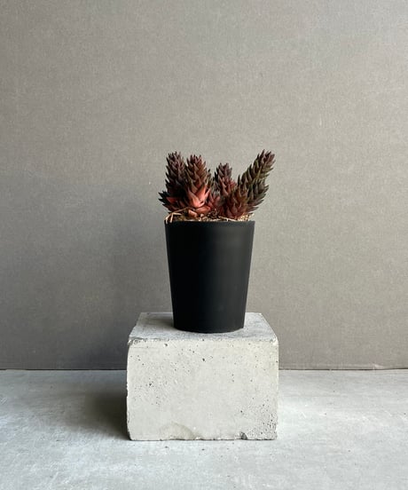 ⭐︎標本クラス⭐︎【サンスベリア・ロリダ バリエガータ】 赤字大特価