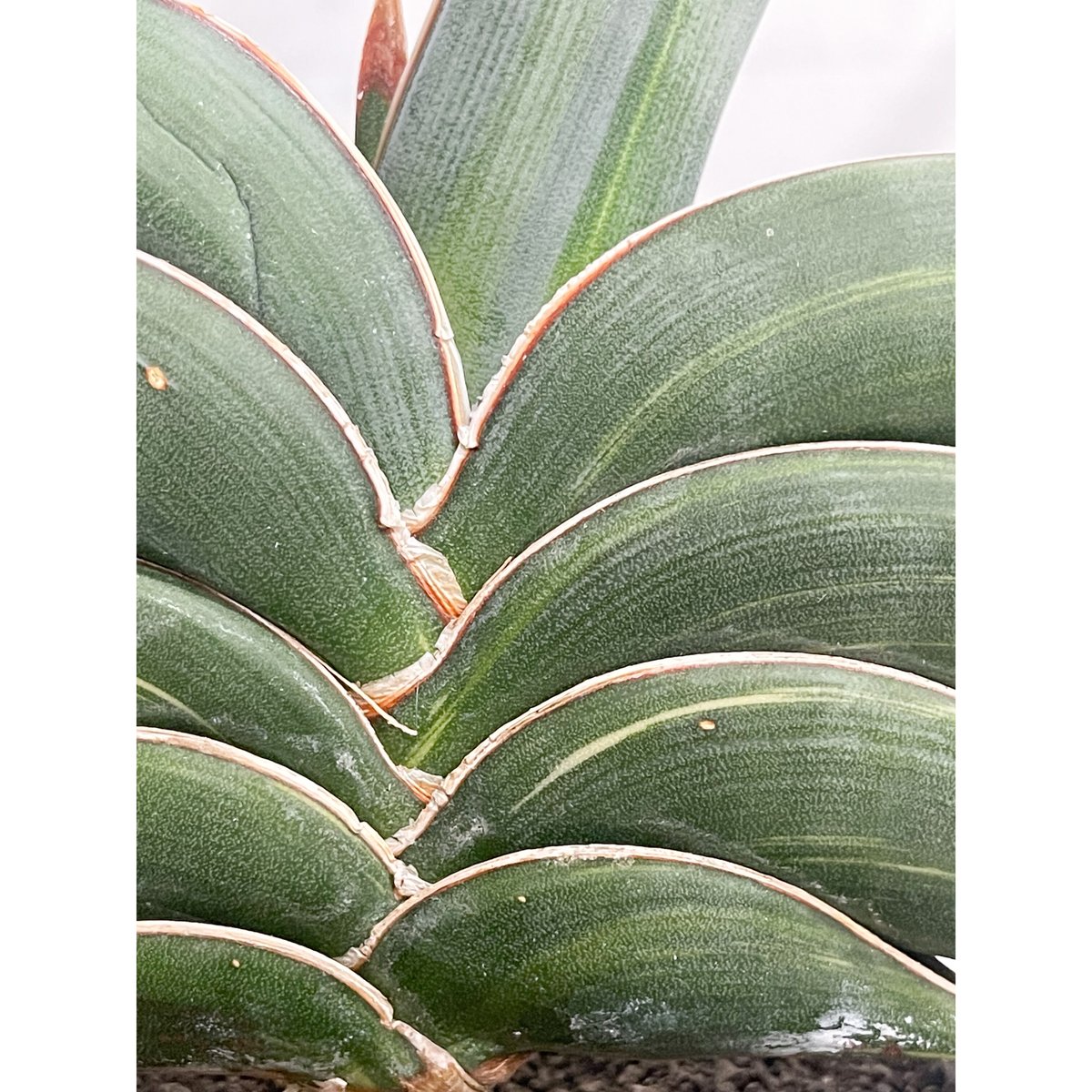 ⭐*️様 ＊Sansevieria Rorida＊サンスベリアロリダ＊斑入り＊ サンセベリア ロリダ 斑入り「Sansevieria rorida Var.」32G-1 |