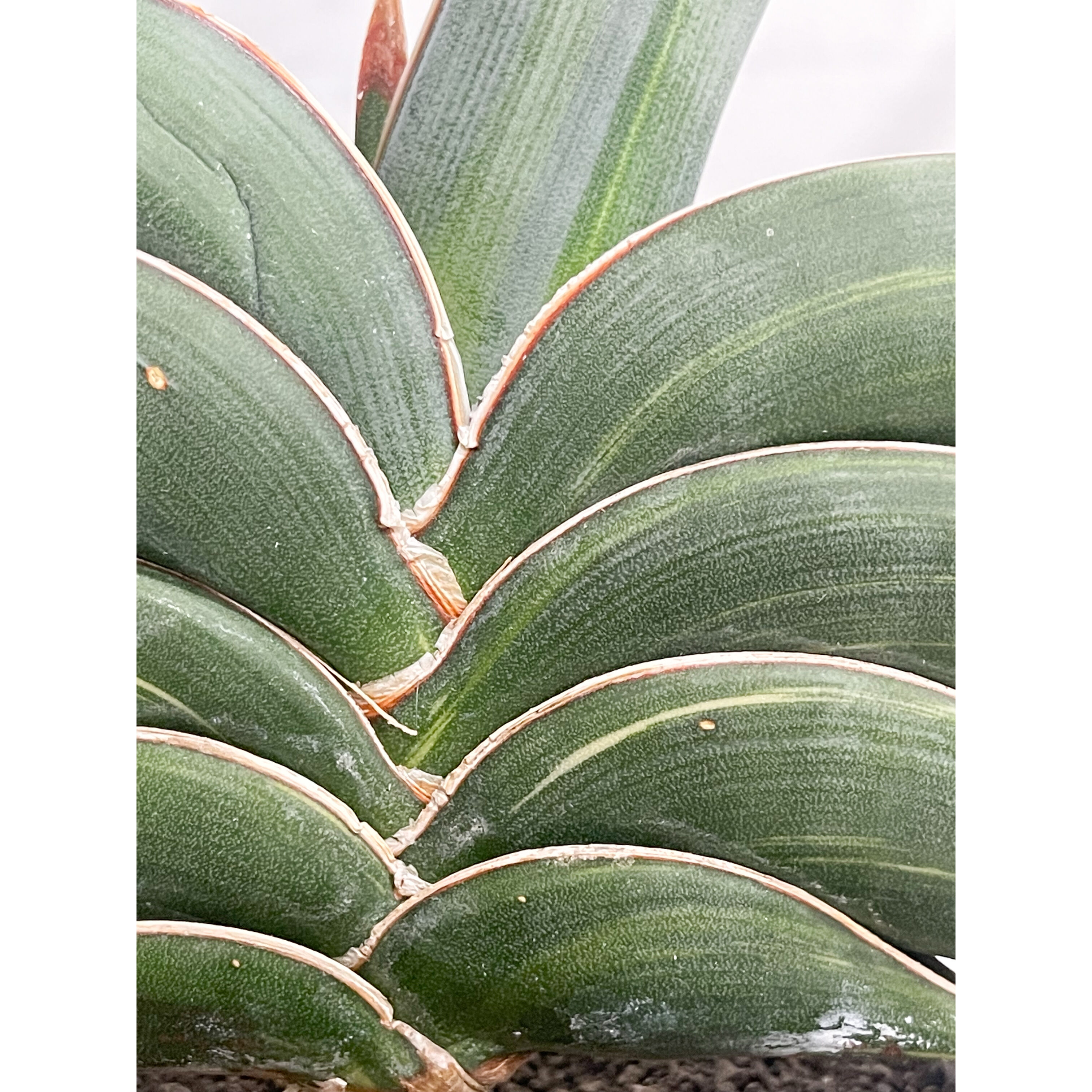 サンセベリア ロリダ 斑入り「Sansevieria rorida var.」93D-4 |