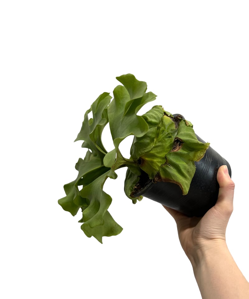 ビカクシダ リドレイ ワイドリーフ 「Platycerium ridleyi wide ビカクシダ リドレイ ワイドリーフ 「Platycerium ridleyi wide