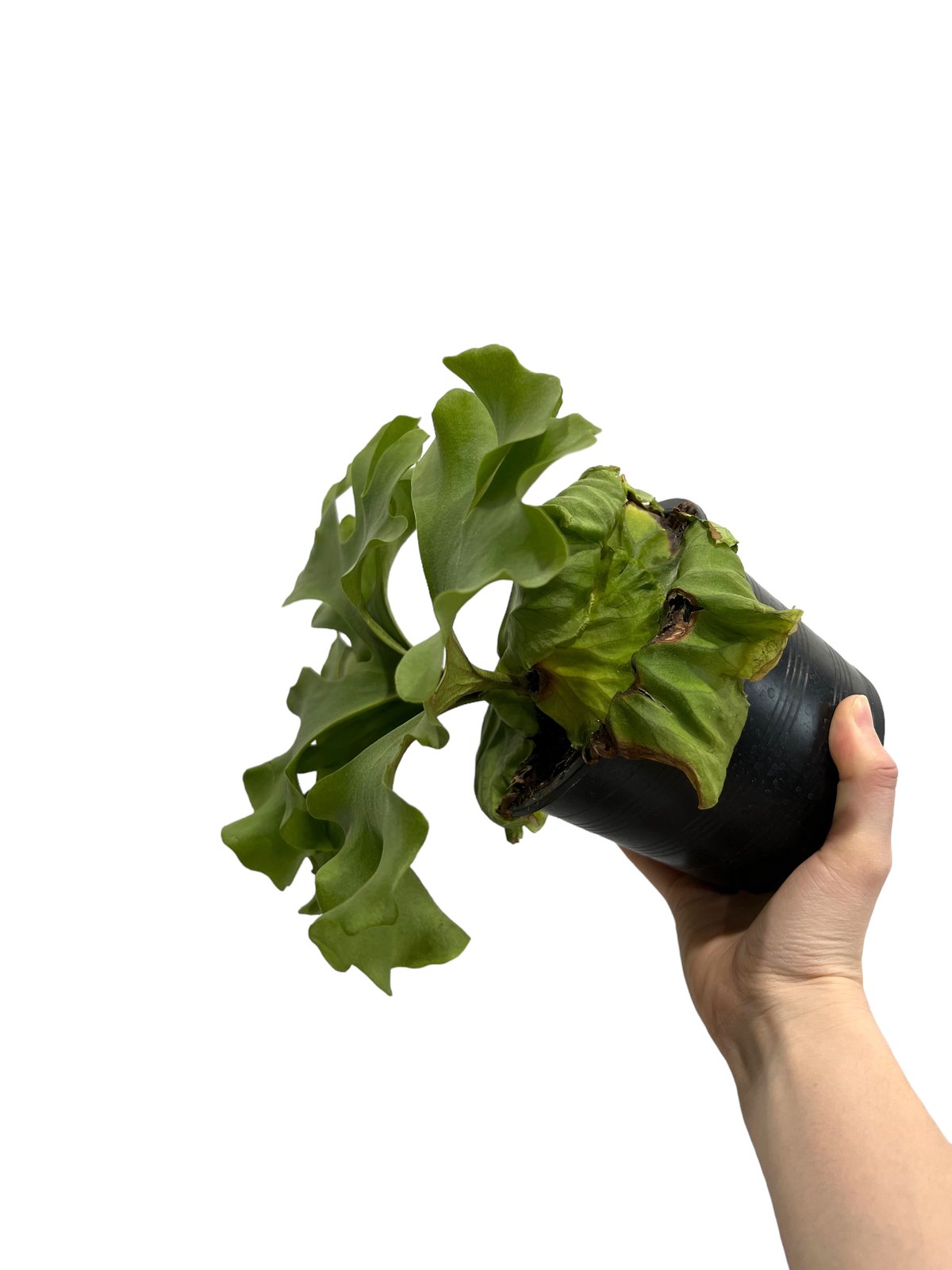 ビカクシダ リドレイ ワイドリーフ 「Platycerium ridleyi wide