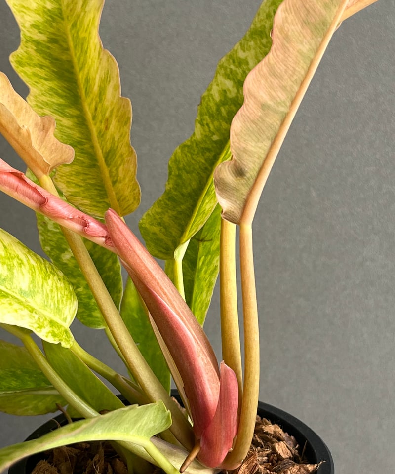 フィロデンドロン リング オブ ファイヤー 「Philodendron 'Ring of Fi