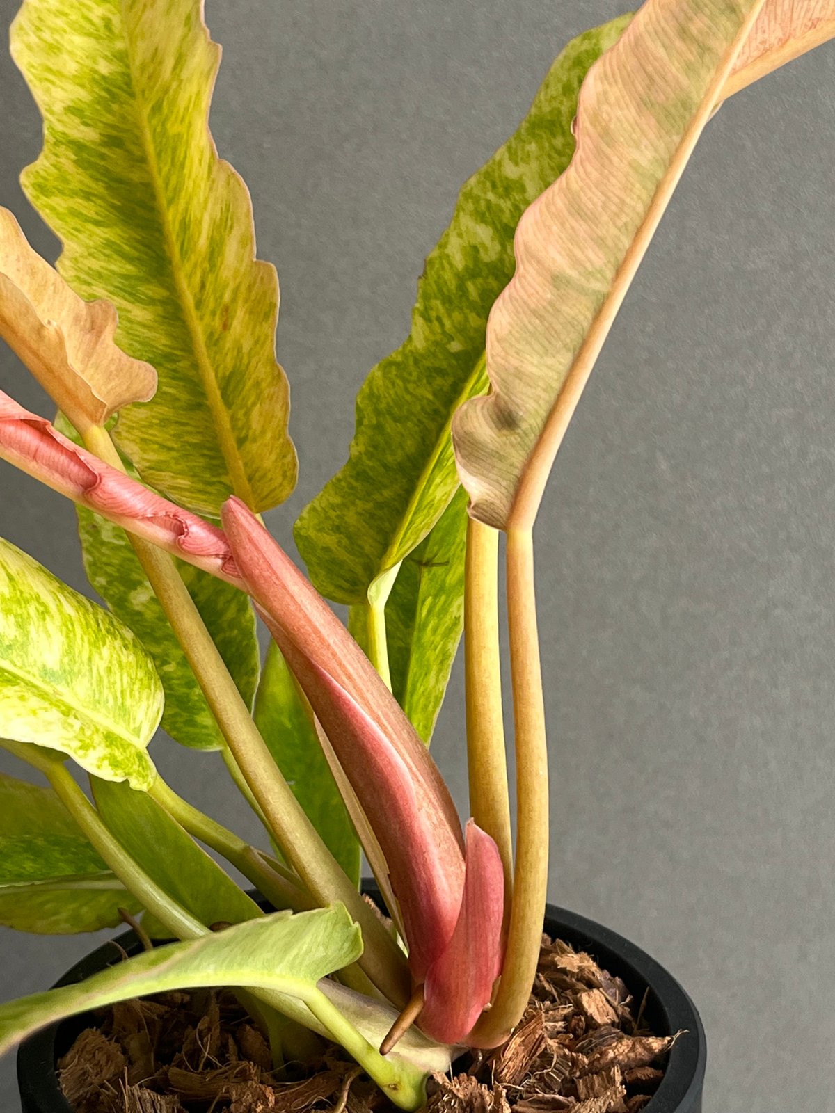 フィロデンドロン リング オブ ファイヤー 「Philodendron 'Ring of Fi