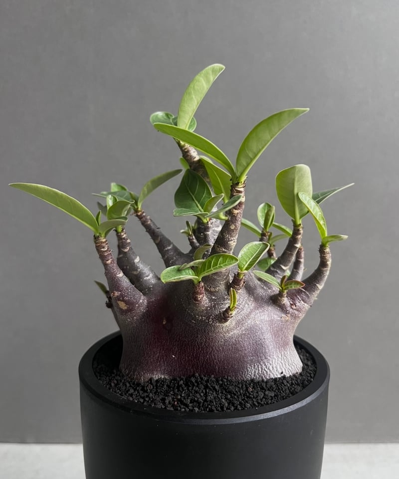 アデニウム アラビカム スーパー ドワーフ “ブラック” 「Adenium