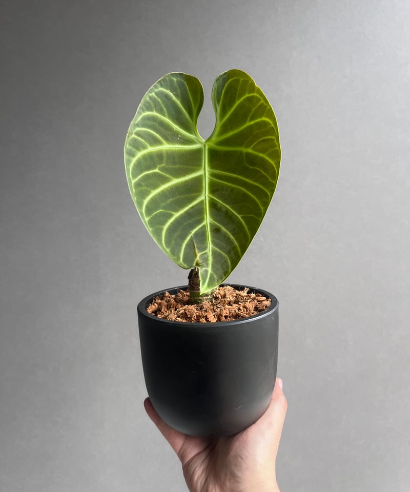 アンスリウム レガレ(コロンビア/ペルー) 「Anthurium regale (Colomb