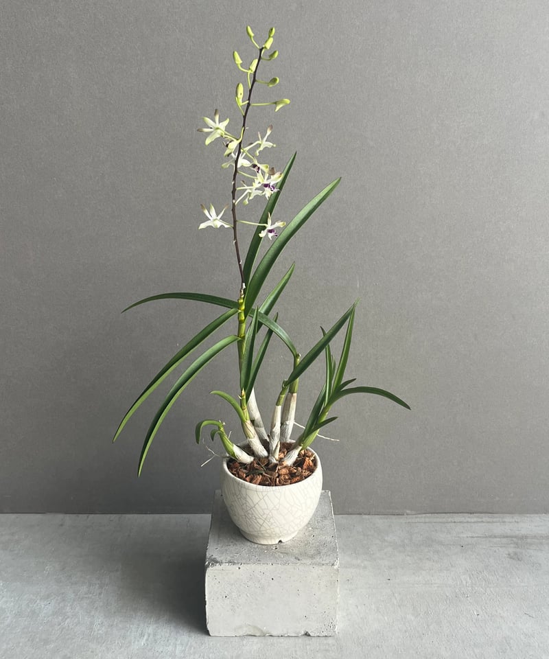 デンドロビウム フラメンコ+ YON-HACHI 「Dendrobium Flamenco」6
