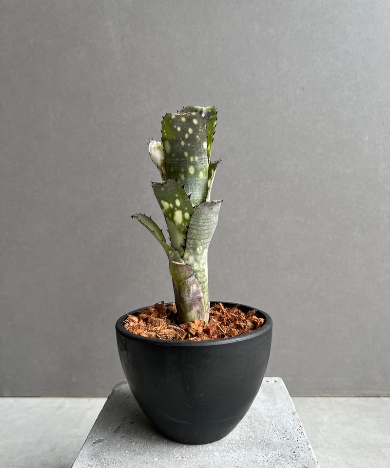 (値下げ中)Billbergia Kahakai Billbergia 'Kahakai' ビルベルギア カハカイ - メルカリ