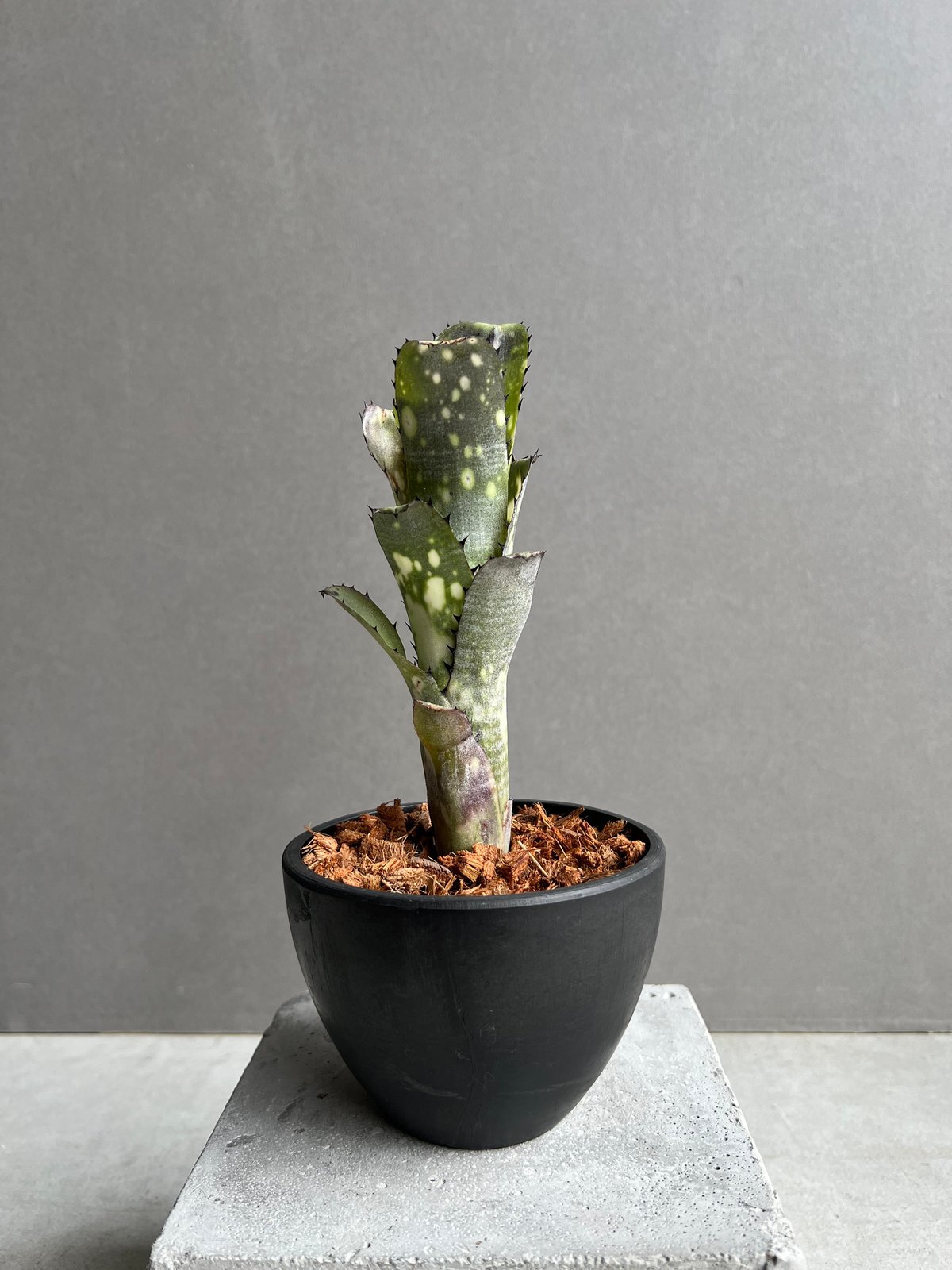 ビルベルギア カハカイ 「Billbergia Kahakai」 99W | SHOUCHIKUEN