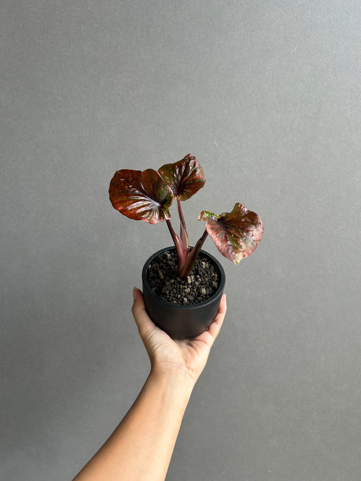 カラジューム ハイブリッド “ビッグ アス”「Caladium Hybrid
