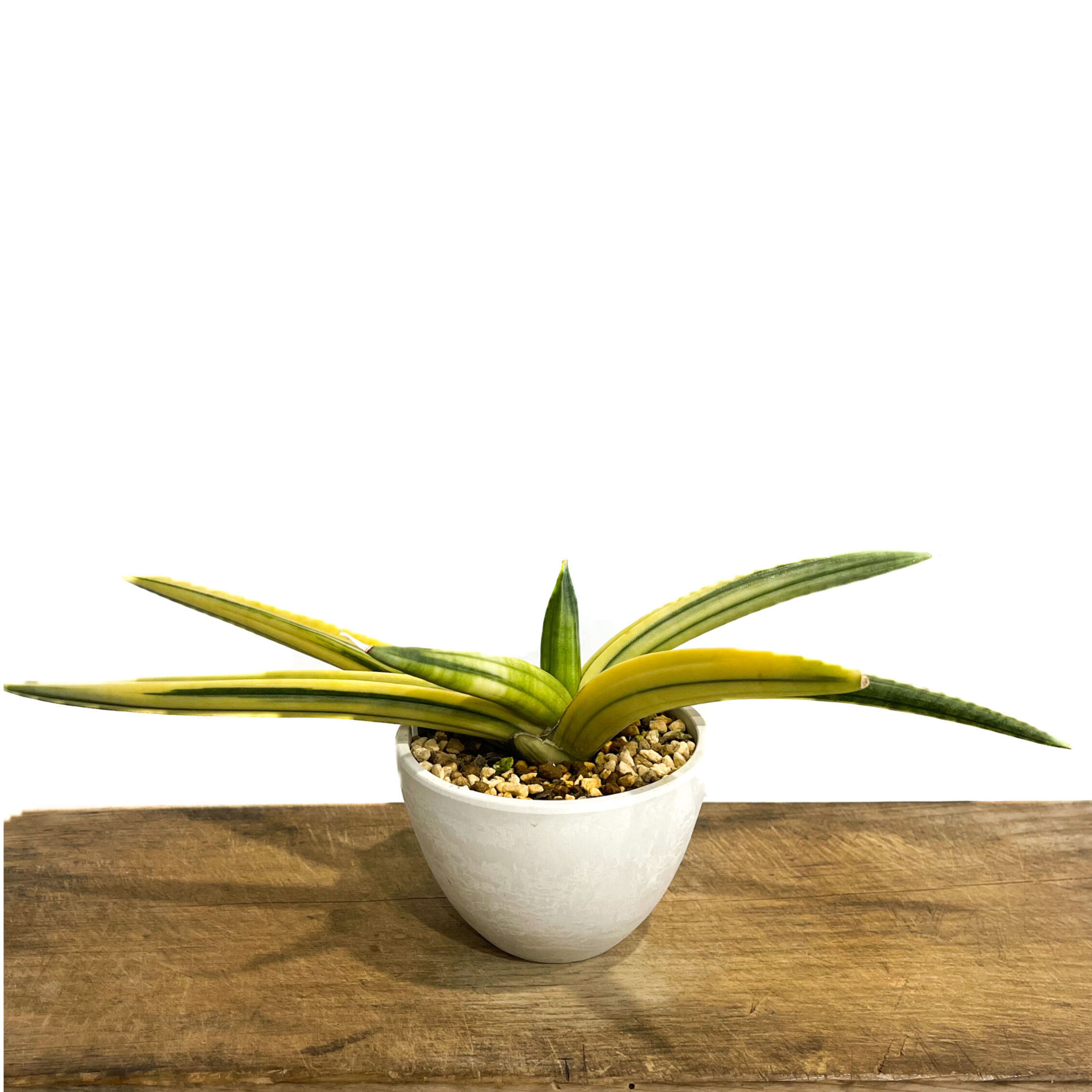 サンセベリア パテンス 斑入(選抜個体) 「Sansevieria patens var.」1