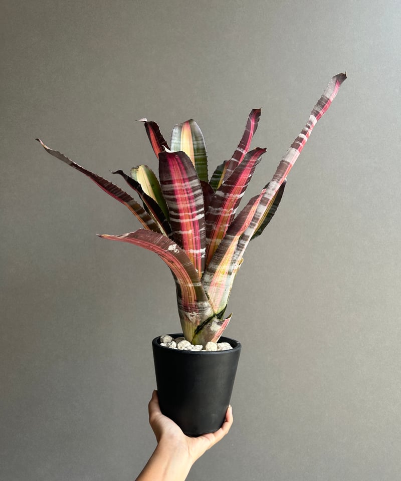 エクメア ロベルト メネスカル「Aechmea 'Roberto Menescal'」95I