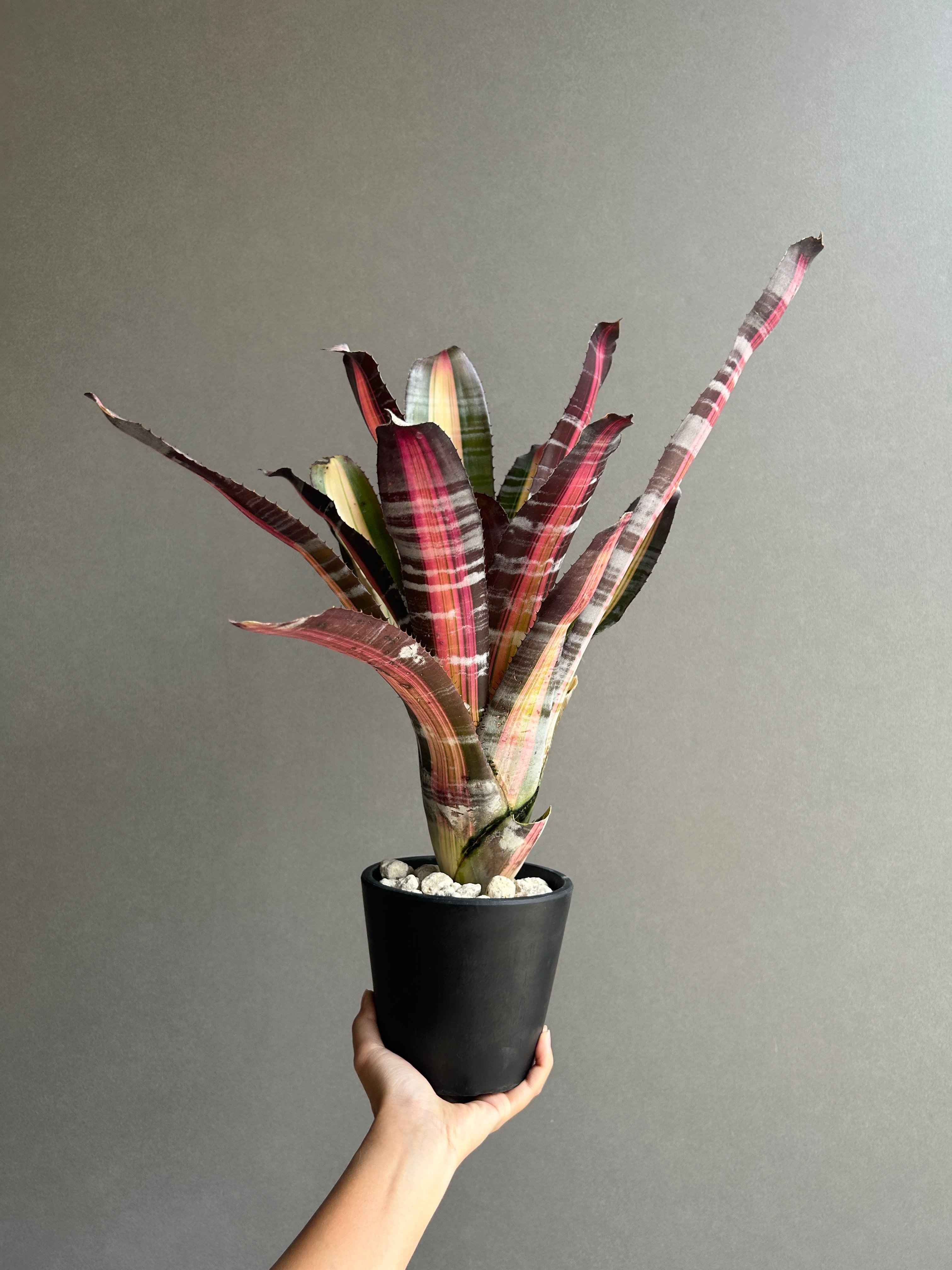 エクメア ロベルト メネスカル「Aechmea 'Roberto Menescal'」95I