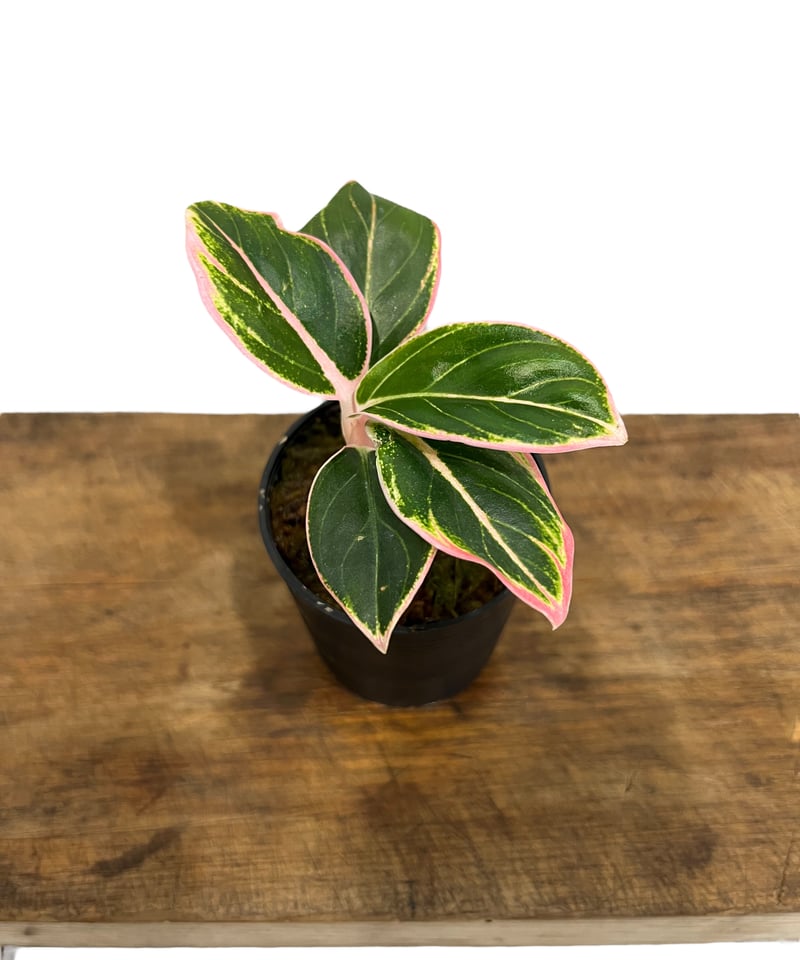 アグラオネマ ロータス デライト 「Aglaonema Lotus Delight」62M |