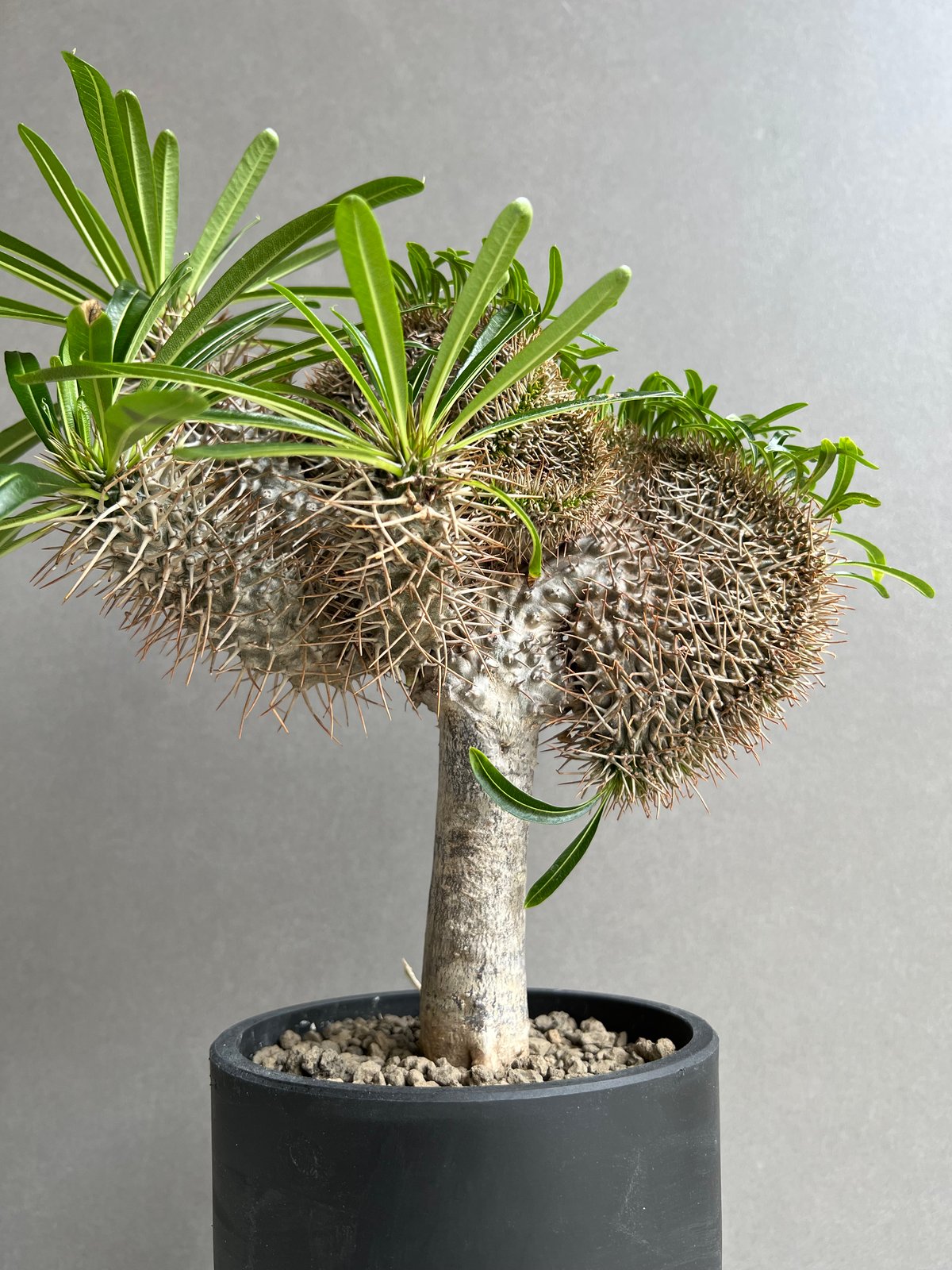 パキポディウム ラメリー 綴化 接ぎ木 塊根植物