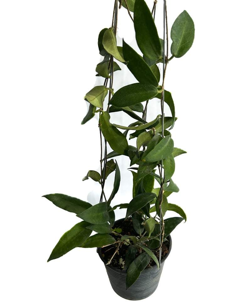 ホヤ パテラ ピンク 「Hoya patella pink 」4/19-336 | SHOUC