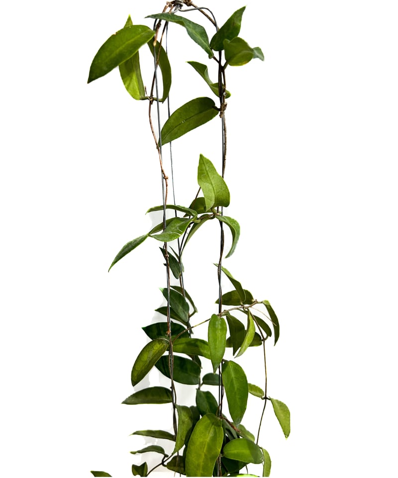 ホヤ パテラ ピンク 「Hoya patella pink 」4/26-406M4 | SHO