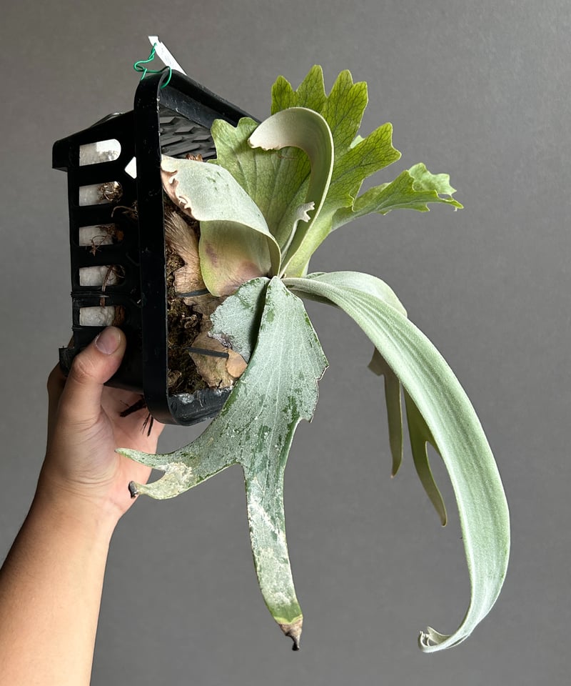 ビカクシダ ウィリンキー willinckii （大） 子株付