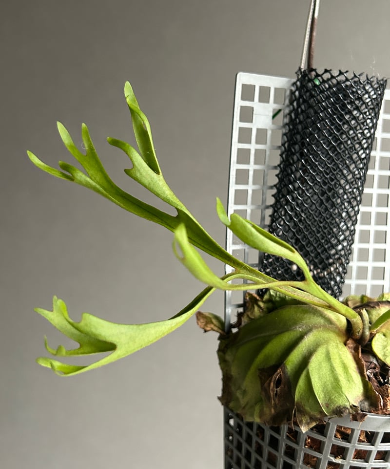 ビカクシダ リドレイ “パカラン”「Platycerium ridleyi “Pakarang