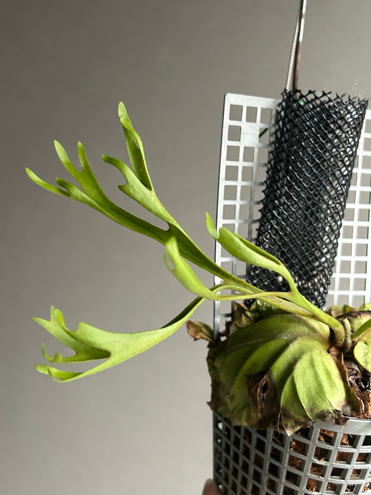 ビカクシダ リドレイ “パカラン”「Platycerium ridleyi “Pakarang