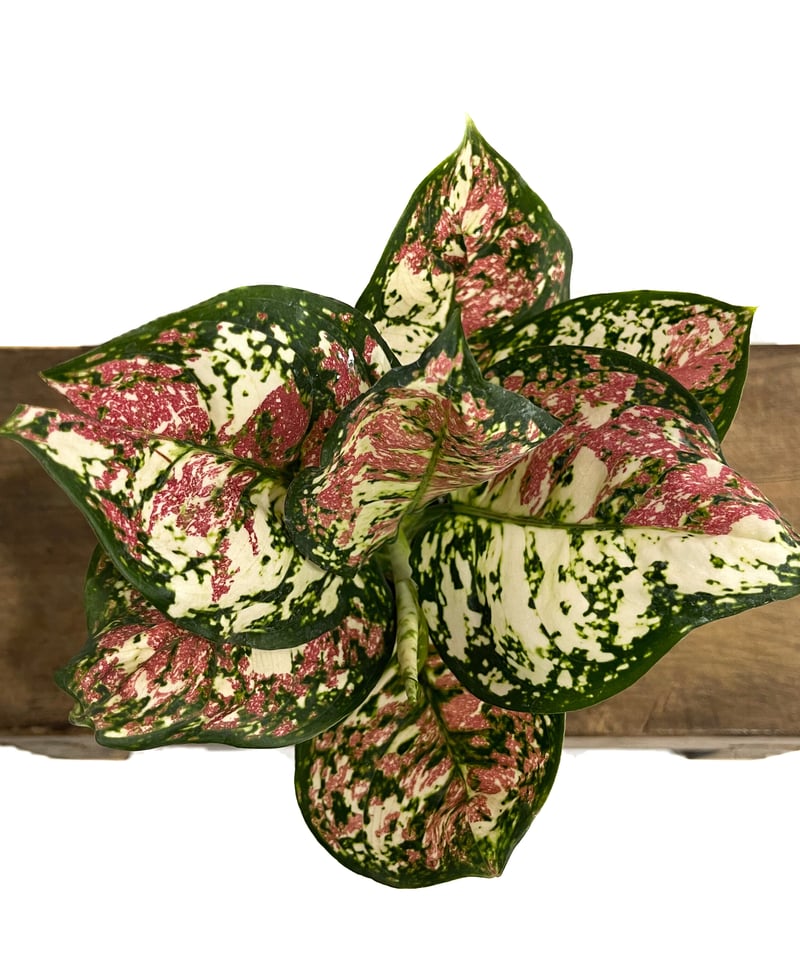 アグラオネマ アンヤマニー トリカラー「Aglaonema Unyamanee Tricolo