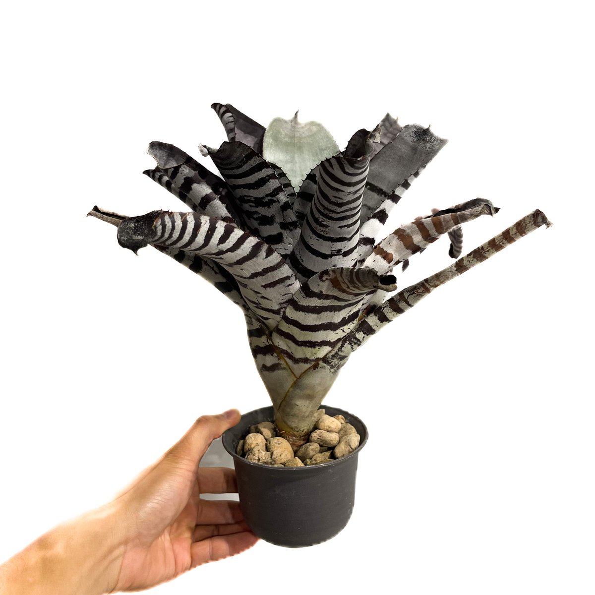 ブロメリア・エアープランツ Aechmea Black Secect x Ebony ブロメリア・エアープランツ Aechmea Black Secect x Ebony