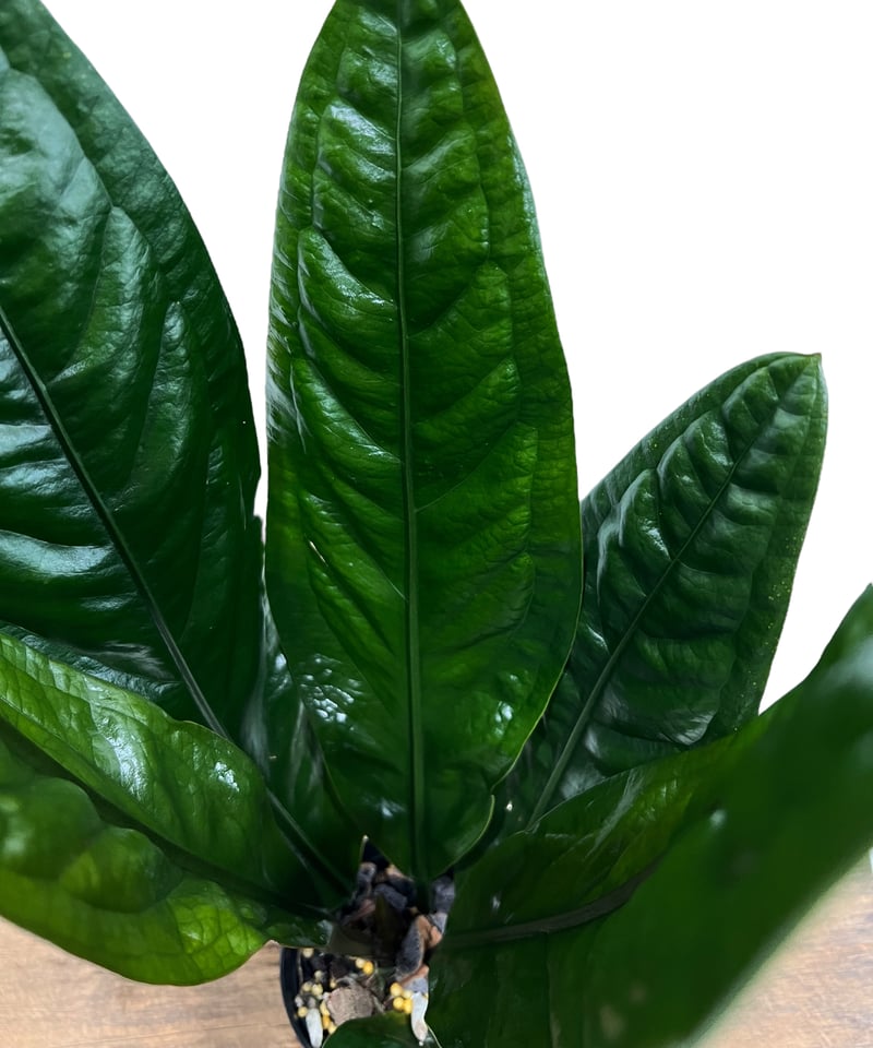 アンスリウム スパーバム 「Anthurium superbum」88K | SHOUCHIKUEN