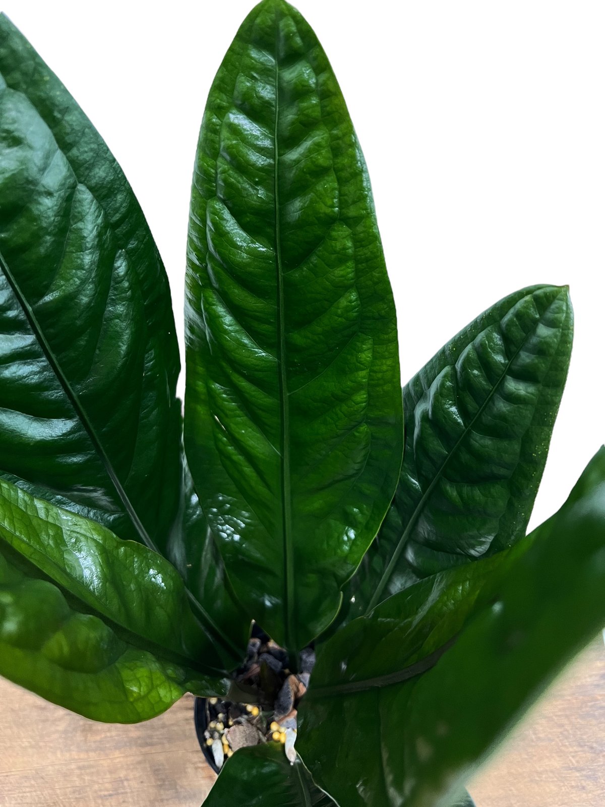 アンスリウム スパーバム 「Anthurium superbum」88K | SHOUCHIKUEN