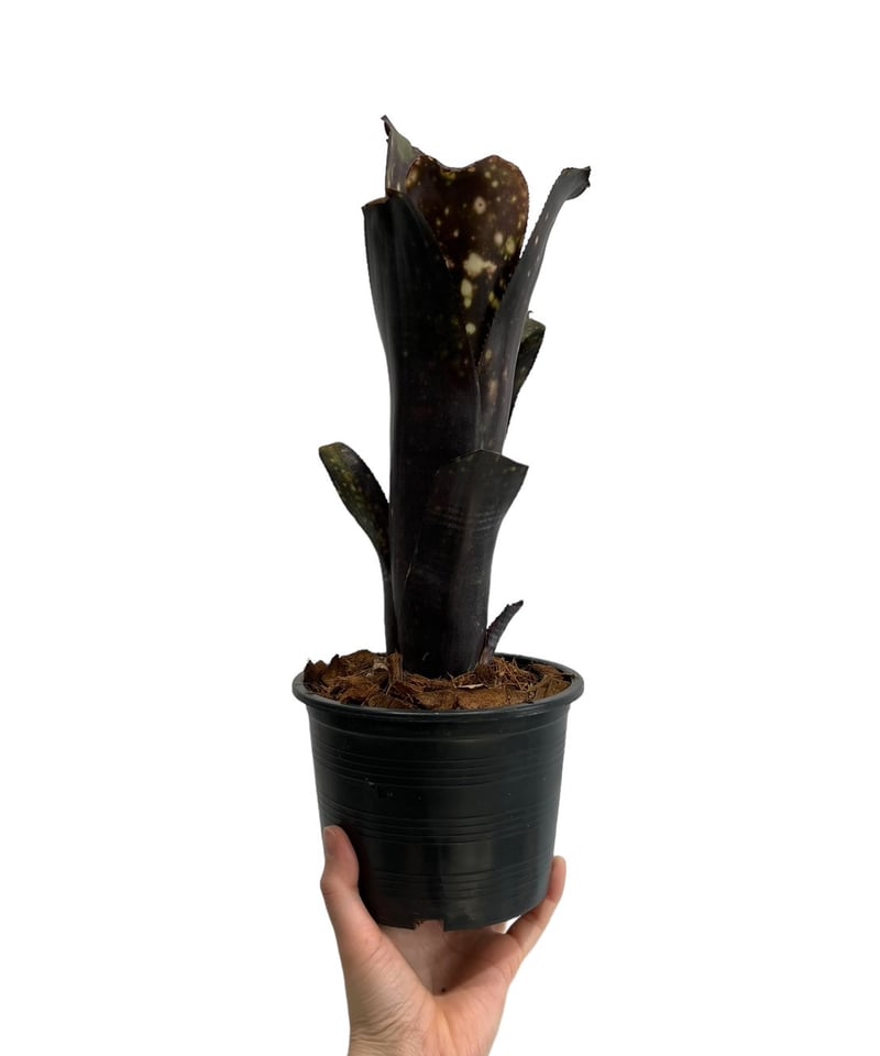 Billbergia 'El Zorro'〔ビルベルギア〕現品発送B0280 Billbergia 'El Zorro'〔ビルベルギア〕現品発送B0280 - メルカリ