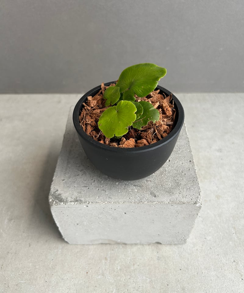 アスプレニウム デラバイ (フランチ) コペル 「Asplenium delavayi (Fr