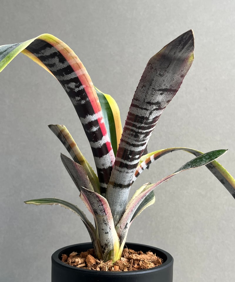 エクメア オットー 「Aechmea Otto」17N | SHOUCHIKUEN