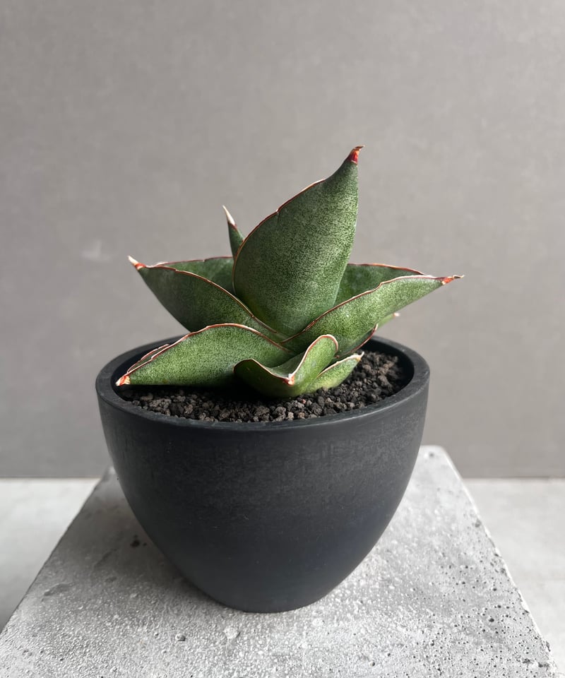 サンセベリア オペラ ハウス 「Sansevieria Opera House 」36B |