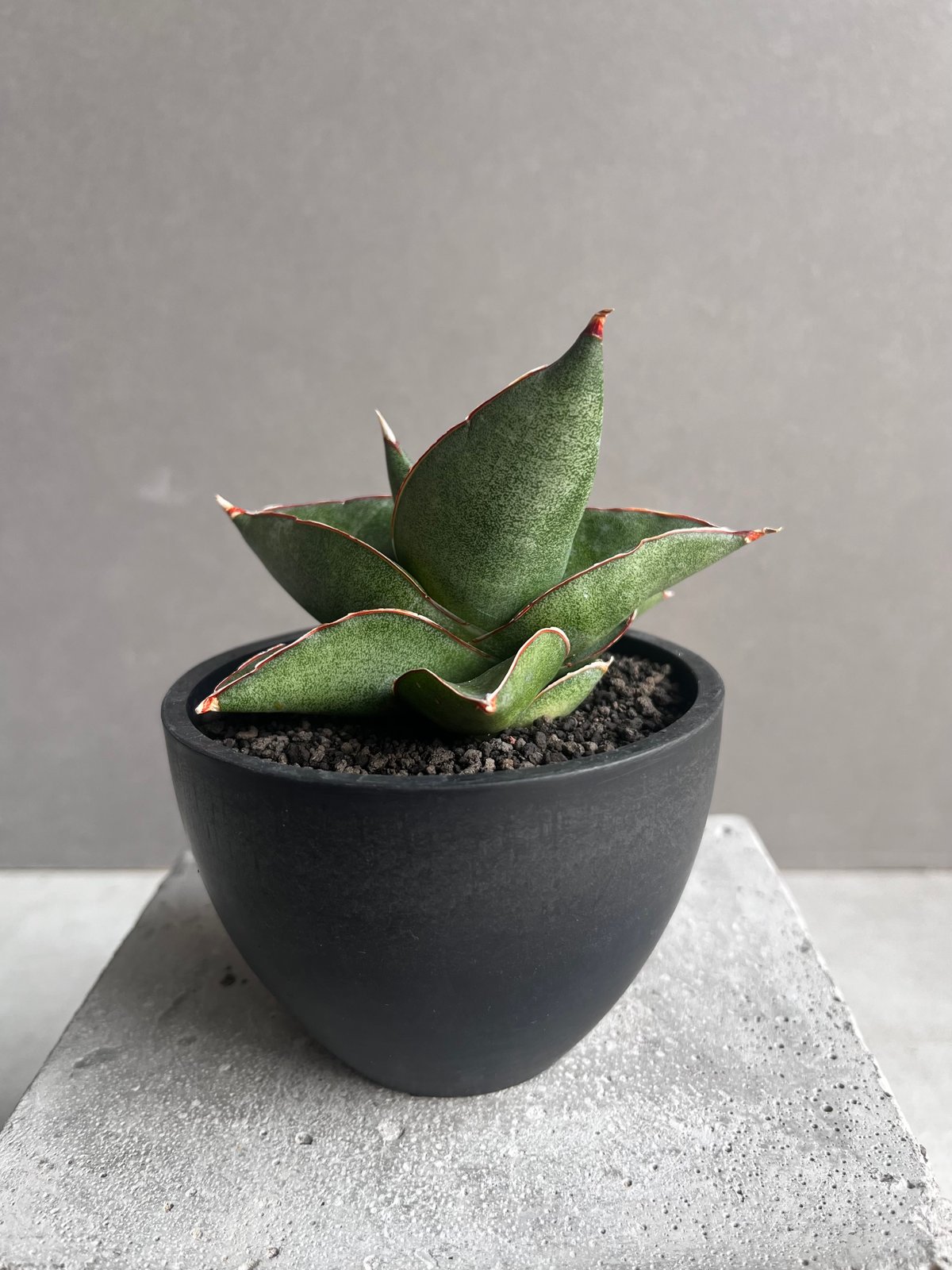 サンセベリア オペラ ハウス 「Sansevieria Opera House 」36B |