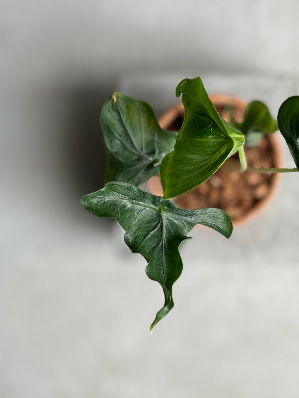 アロカシア フラミンゴ “変異種”+terracotta pot 「Alocasia Flam