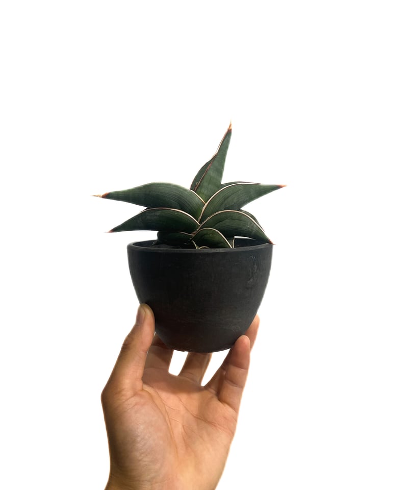 サンセベリア ロリダ 「Sansevieria rorida」92C-1 | SHOUCHI