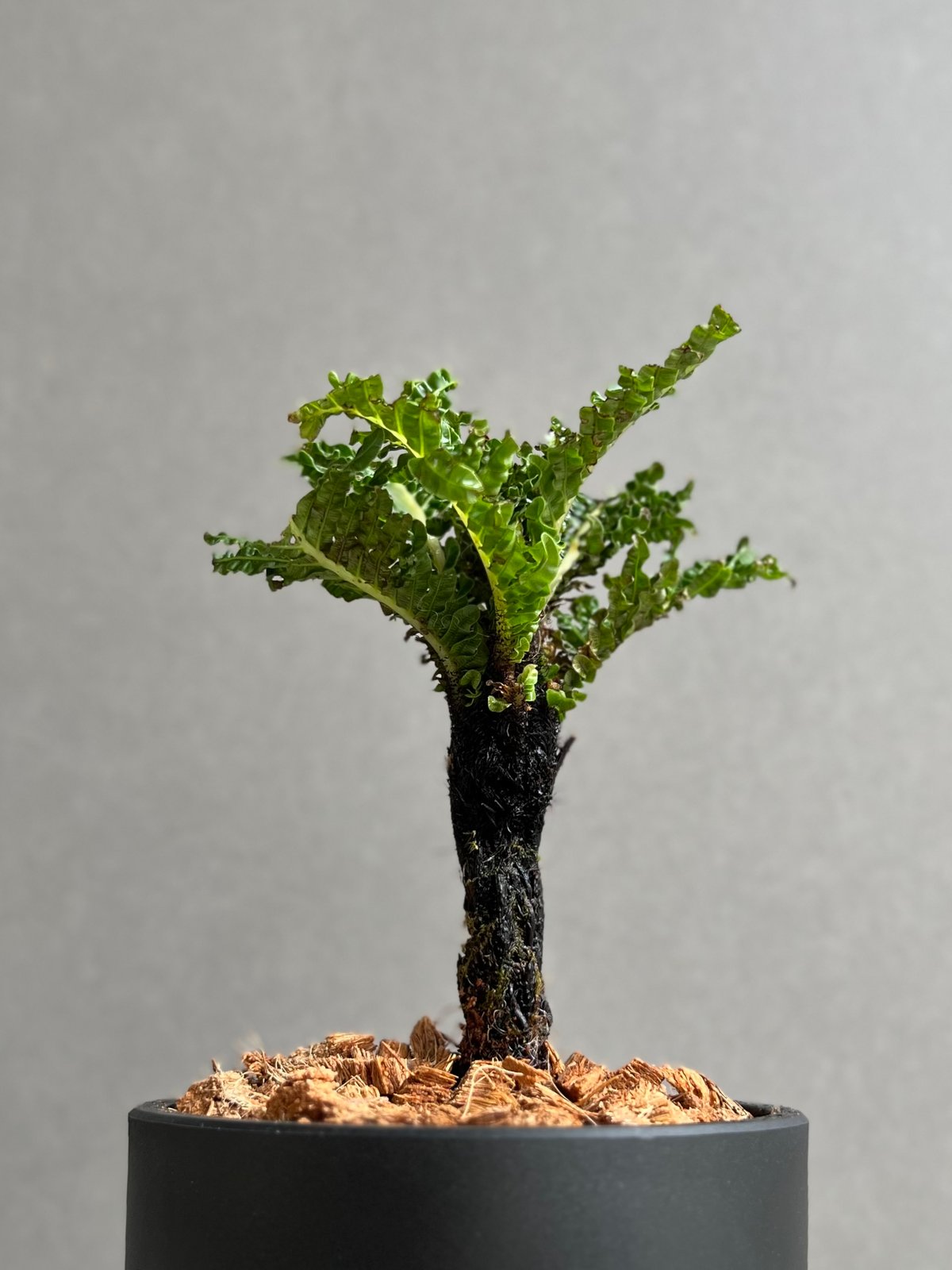 ブレクナム ギッバム ドワーフ 「Blechnum gibbum Dwarf 」23E | S