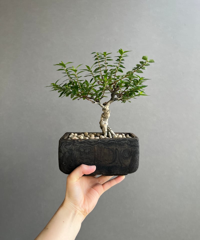 うち” 盆栽 + plantsmonsters pot 「“Special Edition”