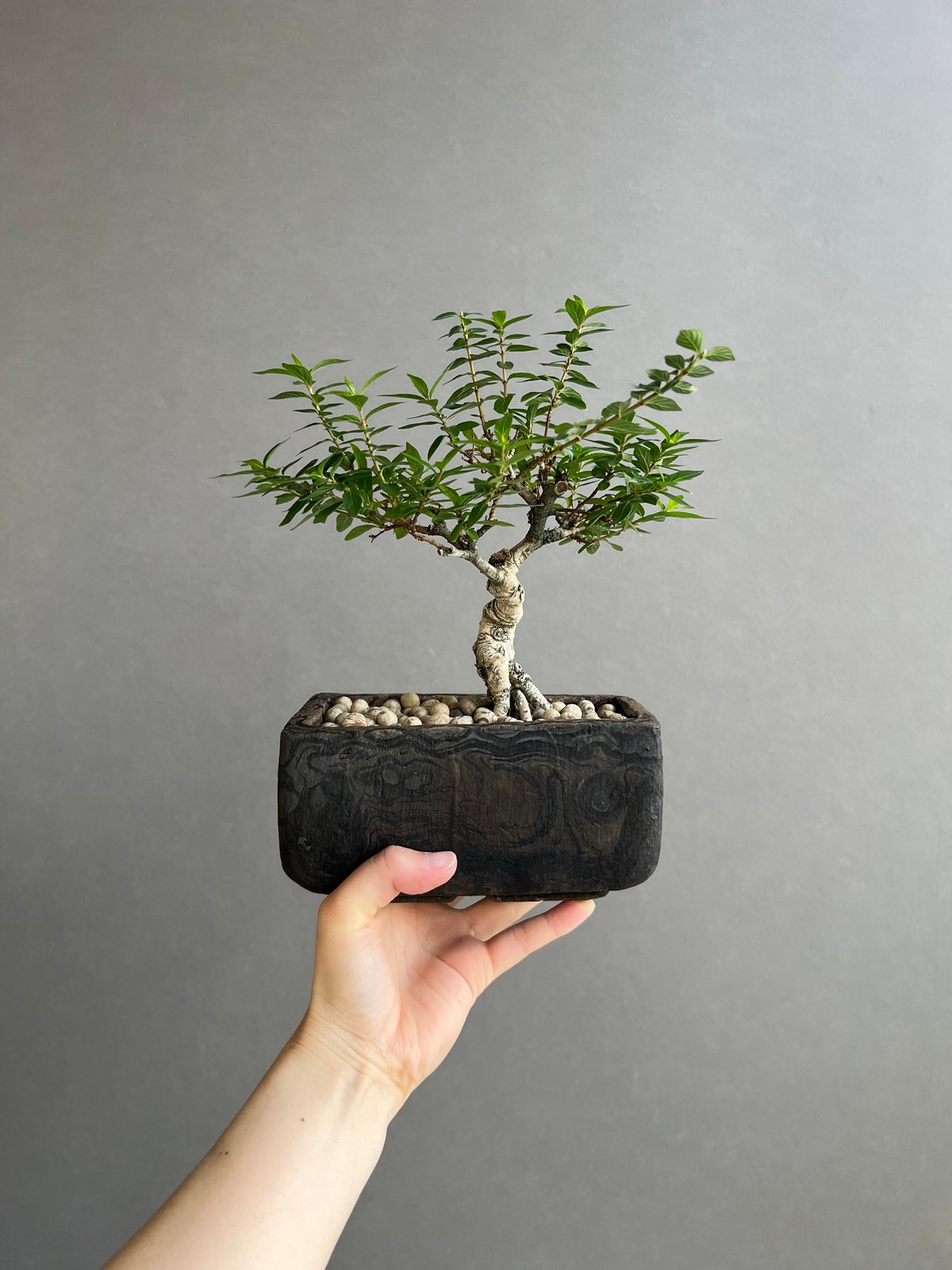 うち” 盆栽 + plantsmonsters pot 「“Special Edition”